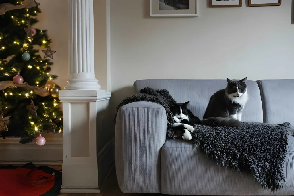 بهترین مبلمان مناسب پت | راهنمای خرید مبل برای حیوان خانگی 11 پوشش ها، کاورها و راه حل های موقتی (محافظت ارزان) برای مبلمان مناسب پت