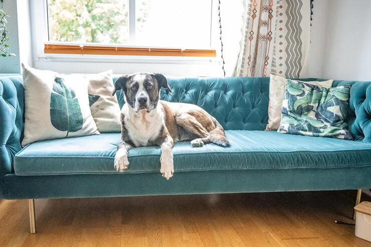 بهترین مبلمان مناسب پت | راهنمای خرید مبل برای حیوان خانگی 3 مخمل سنگین برای مبلمان مناسب پت
