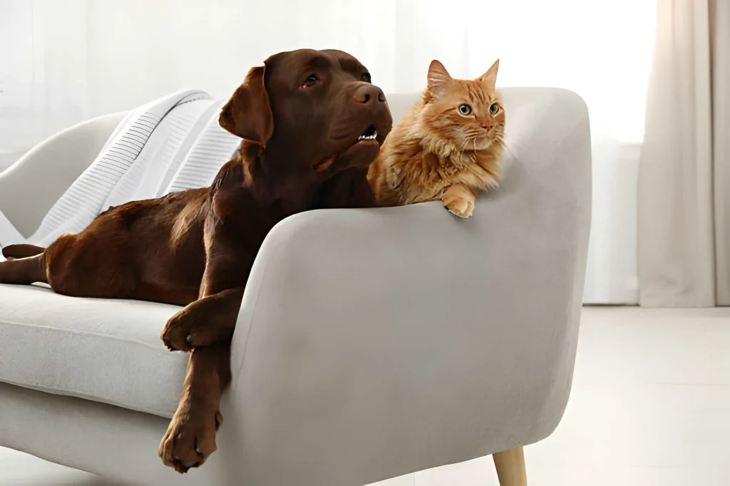 بهترین مبلمان مناسب پت | راهنمای خرید مبل برای حیوان خانگی 1 بهترین مواد برای روکش مبلمان pet friendly